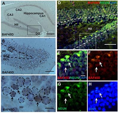 The BAF45D Protein Is Preferentially Expressed in Adult Neurogenic Zones and in Neurons and May Be Required for Retinoid Acid Induced PAX6 Expression